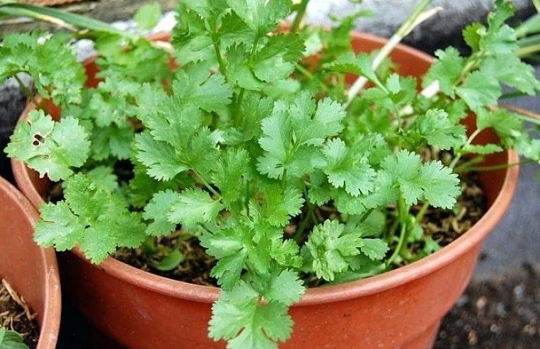 Πώς να συγκομιδή Cilantro