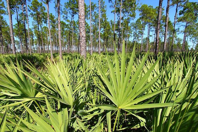 Το Saw palmetto εμφανίζεται συνήθως κάτω από τα δέντρα κοντά στους ωκεανούς