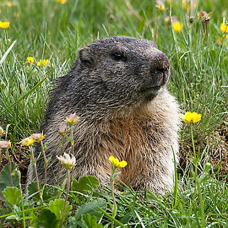 Η διατήρηση ενός groundhog απαιτεί εξίσου δουλειά όσο χρειάστηκε για την καλλιέργεια του κήπου σας