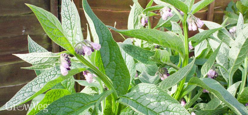 Για να φτιάξετε υγρή τροφή από το comfrey σας