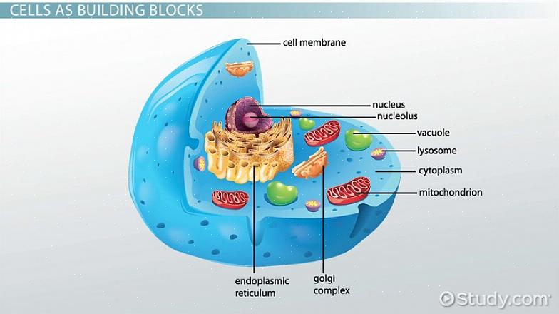 Cellsalive.com - Ο ιστότοπος Cells Alive παρέχει πολλές δωρεάν πληροφορίες σχετικά με τα κελιά