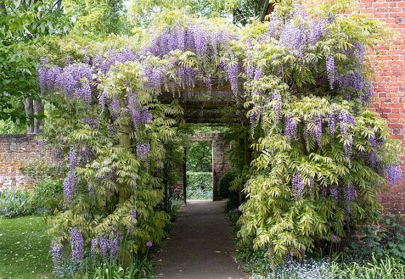 Το Wisteria είναι ένα δημοφιλές φυτό που είναι γνωστό για την άνθιση