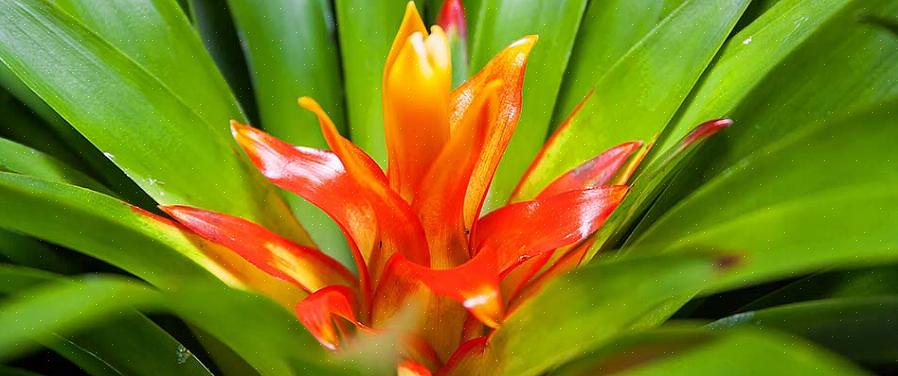 Το Bromeliads είναι μια μεγάλη ποικιλία εξωτικών φυτών που θα μπορούσατε να χρησιμοποιήσετε ως ελκυστικές