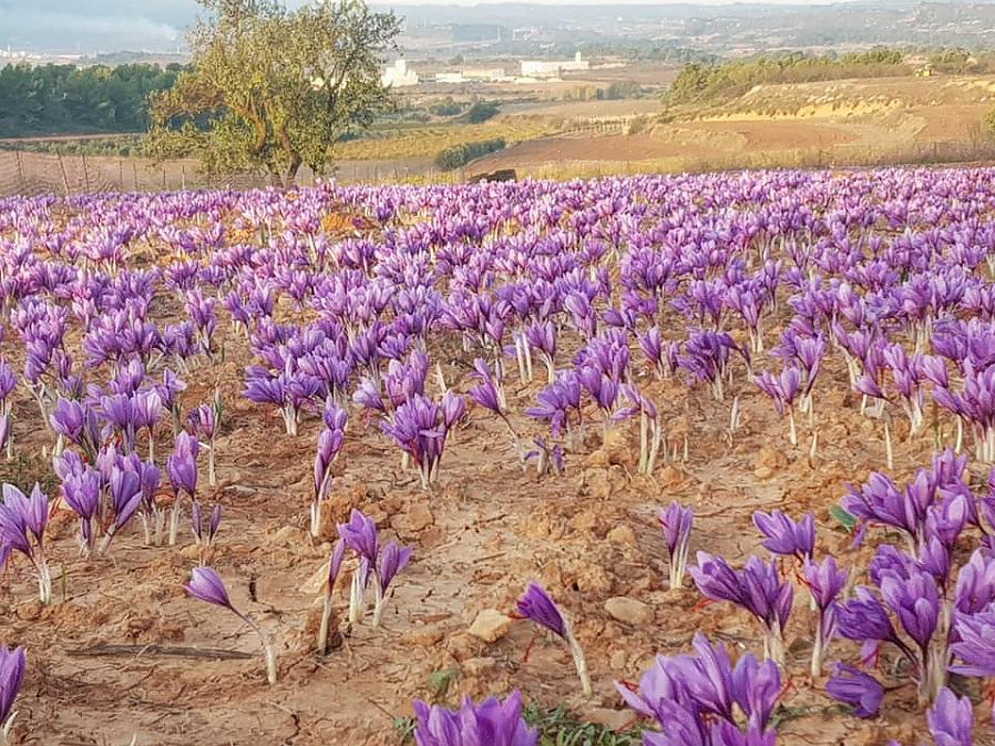 Για να αναπτυχθούν βολβοί λουλουδιών κρόκου