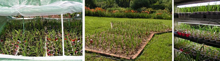 Τα Daylilies είναι υπέροχα να τα δουν