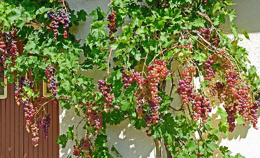 Η καλλιέργεια σταφυλιών είναι δυνατή ακόμη