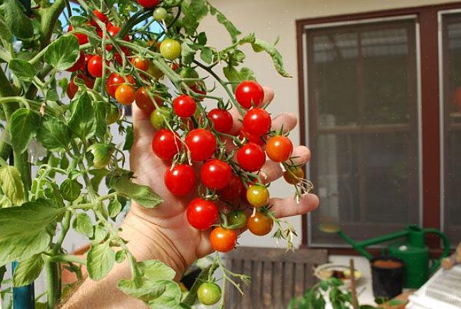 Σταθεροποιήστε το ισοπεδώνοντας το έδαφος γύρω από αυτό