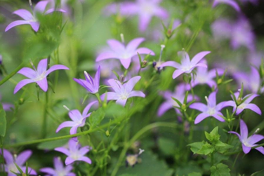 Το σερβικό Bellflower μεγαλώνει από σπόρους