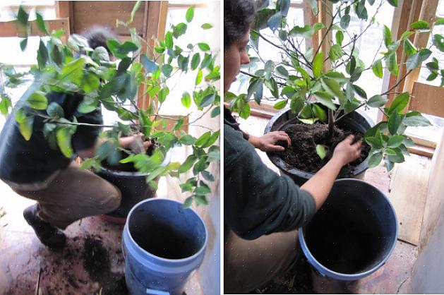 Το rootstock θα καθορίσει το είδος της φροντίδας για το νάνο δέντρο σας