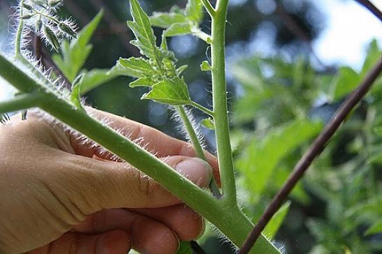 Θα αφήσει επίσης ένα μεγαλύτερο τραύμα στο στέλεχος του φυτού