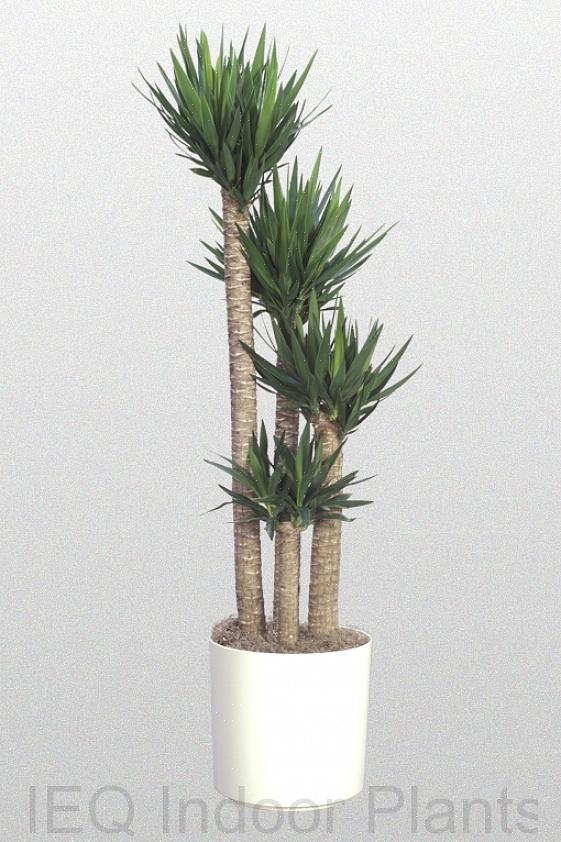 Όπως το dracena marginata (δέντρο δράκων)