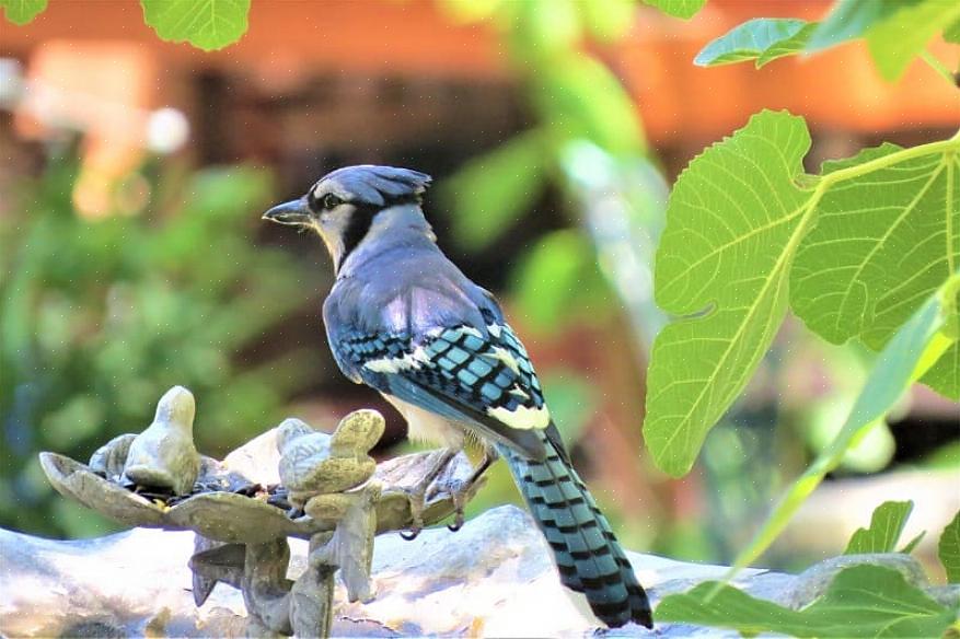 Τους ήχους του Blue Jays για τα επόμενα χρόνια