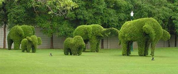 Το Topiary είναι η τέχνη ή η πρακτική κοπής