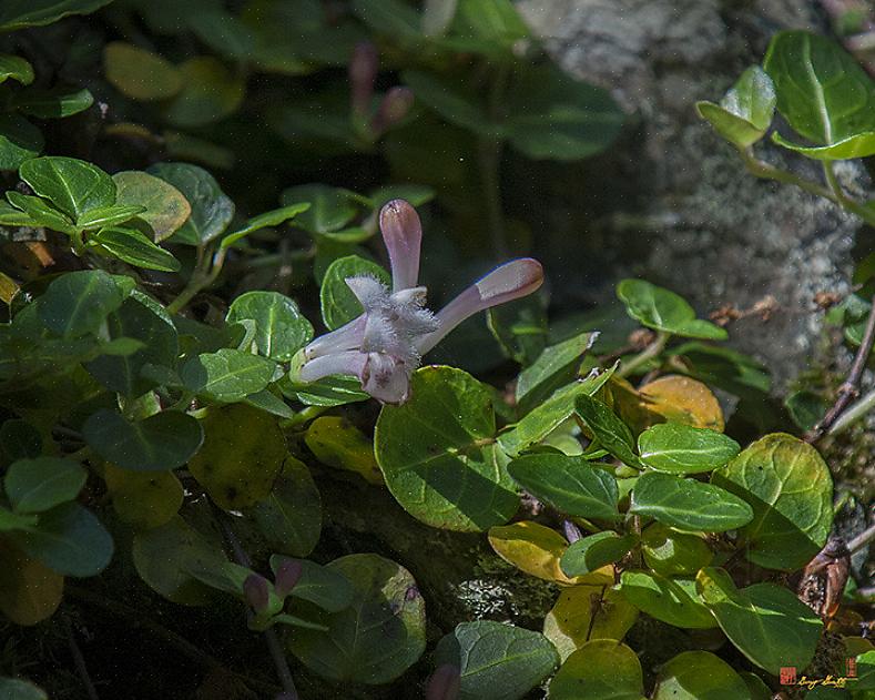 Το partridgeberry πρέπει να φυτεύεται σε μέρη όπου υπάρχει πλήρης σκιά