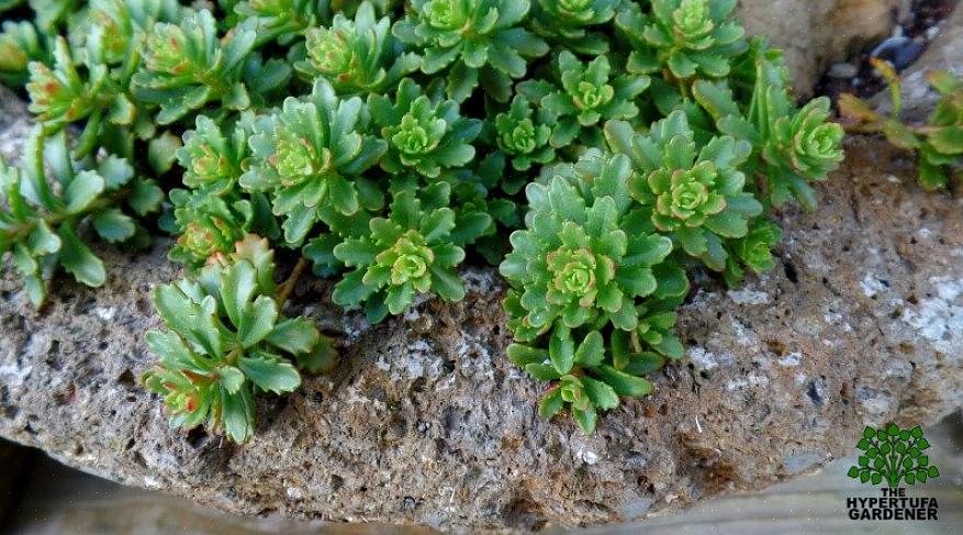 Το Sedum είναι ένα χυμώδες φυλλώδες φυτό που φέρει άνθη διαφόρων χρωμάτων - από λευκό σε κίτρινο έως ροζ