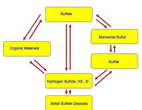 Το υδρόθειο είναι μια βασική ένωση στον κύκλο του θείου