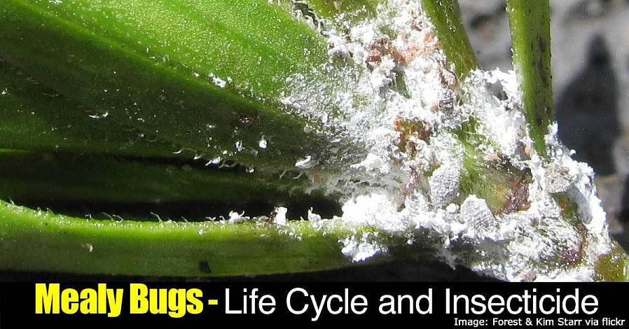 Τα Mealybugs είναι επιρρεπή σε μολύνσεις φυτών σε θερμά κλίματα