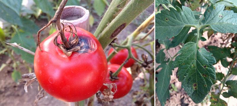 Η πρώιμη κηλίδα ντομάτας μπορεί να είναι πολύ καταστροφική καθώς μπορεί να οδηγήσει σε πλήρη φυλλόπτωση