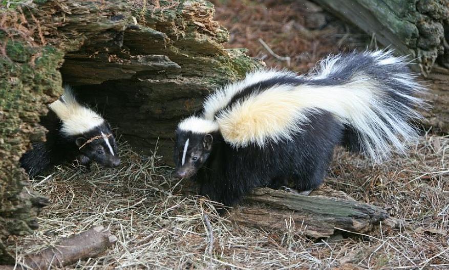 Τα προϊόντα ελέγχου Skunk έχουν σχεδιαστεί για να απαλλαγούν από ένα υπάρχον πρόβλημα skunk