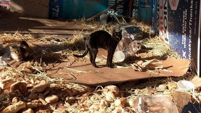 Υπάρχουν πολιτείες που απαγορεύουν τη σίτιση της άγριας αποικίας γάτας