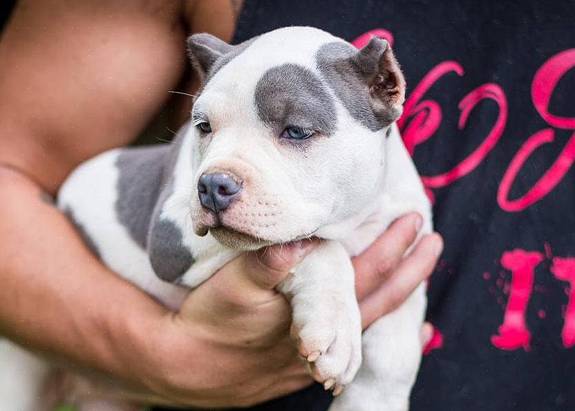 Ένα κουτάβι Pitbull έχει τις ομοιότητές του με άλλες φυλές κουταβιών