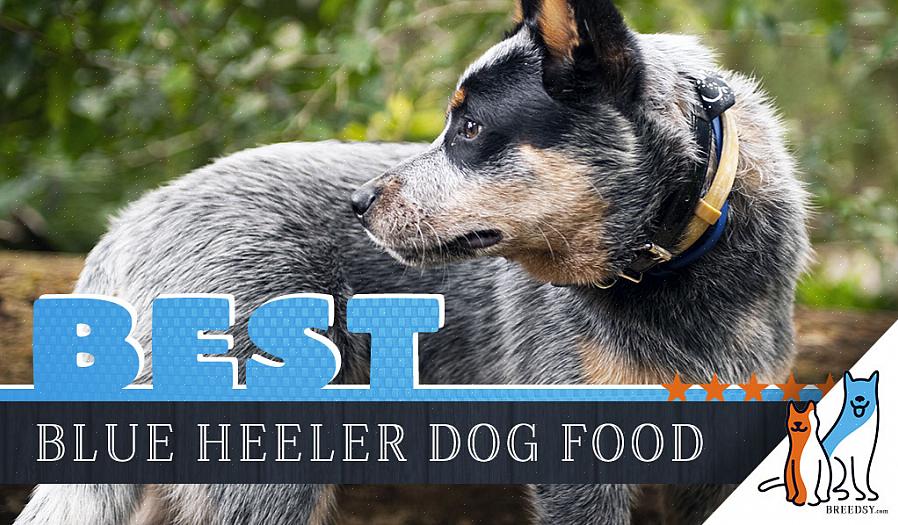 Εάν το δικό σας Blue Heeler δείχνει αντίσταση στην προπόνηση