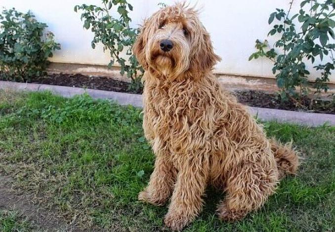 Το Labradoodle είναι μια καλή επιλογή για άτομα που έχουν αλλεργίες στα μαλλιά των σκύλων