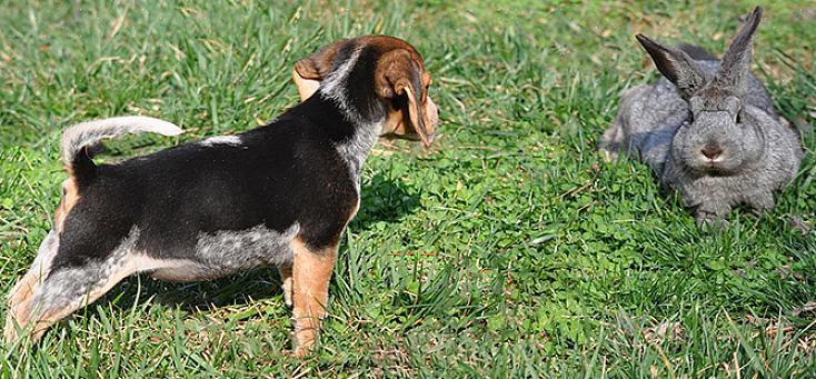 Ένα beagle είναι ένα φυσικό σκυλί κουνελιού