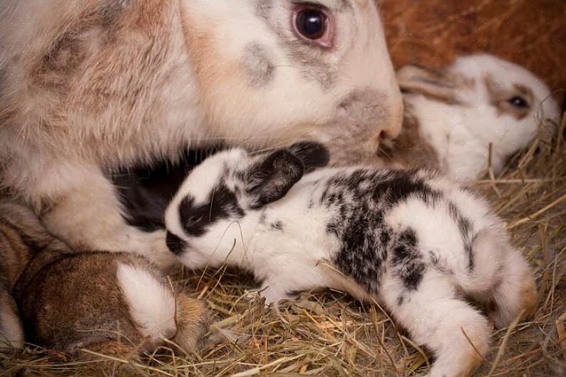 Αυτό ονομάζεται «snuffles»