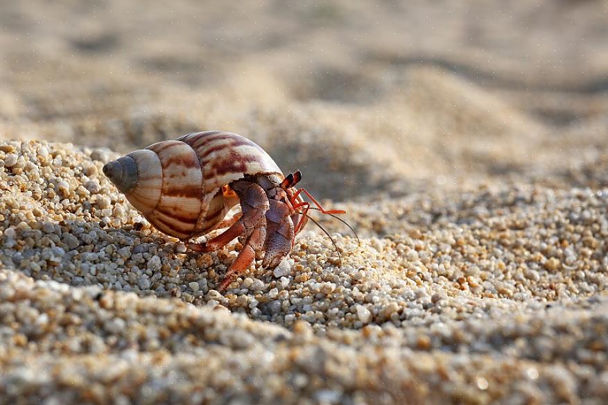 Όπως και η διδασκαλία άλλων κατοικίδιων ζώων