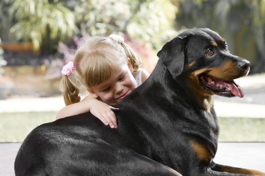 Ένας Rottweiler που έχει εκπαιδευτεί να ανταποκρίνεται καλά σε μικρά παιδιά μπορεί να είναι επικίνδυνος