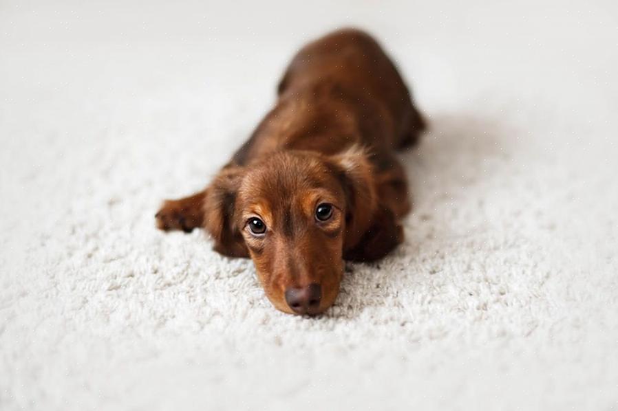 Να εκπαιδεύεις ένα κουτάβι dachshund πρέπει να γίνεται σωστά