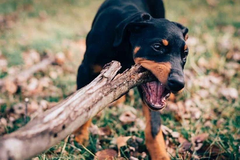 Η εκπαίδευση ενός Doberman pinscher είναι διαφορετική από την εκπαίδευση ενός κανονικού σκύλου