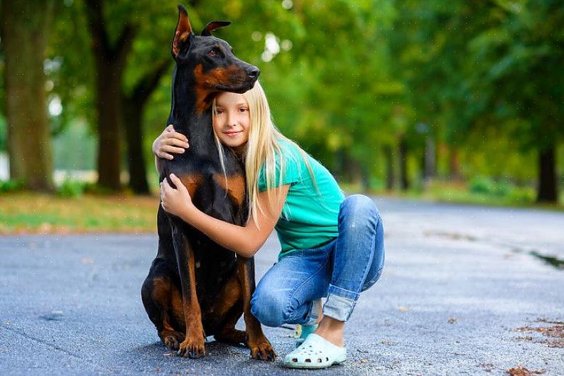 Ένας Doberman pinscher φαίνεται άγριος