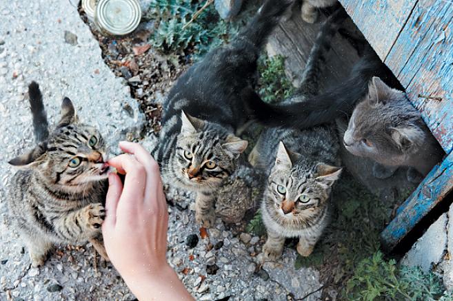 Και καταδεικνύει την καλοήθη προσοχή σας στην αδέσποτη γάτα