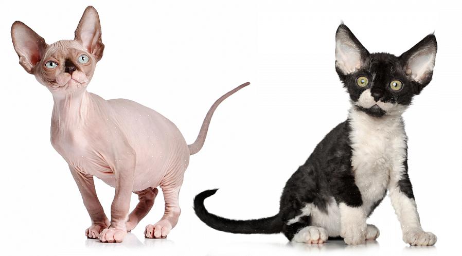 Η φυλή Devon Rex προέρχεται από τη φυλή Cornish Rex