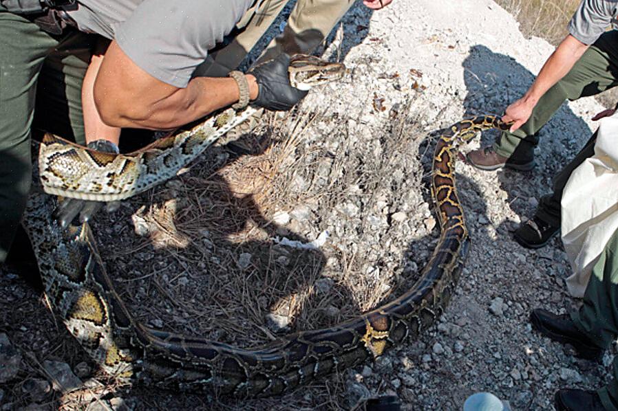 Μια Βιρμανία είναι μια φυλή γάτας που είναι μεσαίου μεγέθους