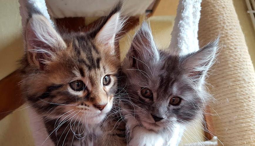 Πριν επιλέξετε μια γάτα Maine coon