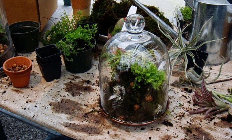 Είναι σημαντικό να διατηρήσετε τη ζωή στο terrarium σας βιώσιμη