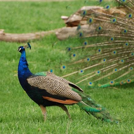 Η προσθήκη peahen θα τονώσει επίσης το παγώνι να διαδώσει την ουρά του για να κερδίσει το peahen