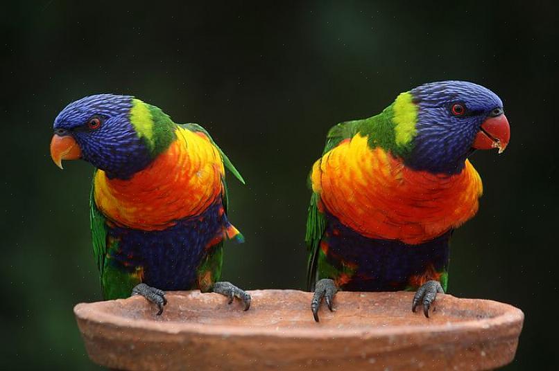 Συνιστάται να μην φροντίζετε ένα lorikeet εάν είστε κάτοχος πτηνών για πρώτη φορά