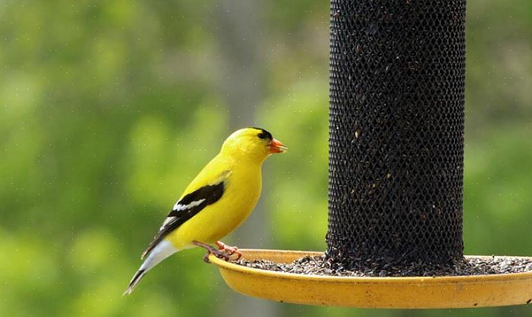 Αυτός ο τύπος τροφοδοσίας finch μοιάζει με τον ανάποδο finch