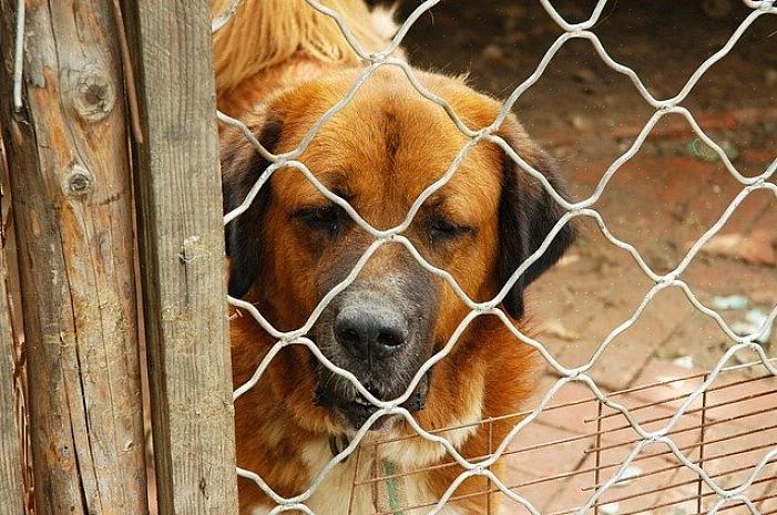 Πόσες φυλές σκύλων εκτρέφονται στην εγκατάσταση;