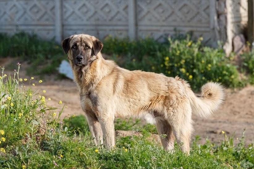 Ακολουθούν ορισμένα πράγματα που πρέπει να έχετε κατά νου κατά την επιλογή του κουταβιού σας από