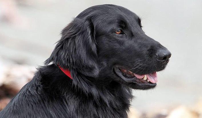 Ένα Flat Coated Retriever είναι ιδανικό για παιδιά