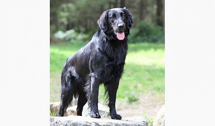 Το Flat Coated Retriever είναι ένα σκυλί μεσαίου έως μεγάλου μεγέθους