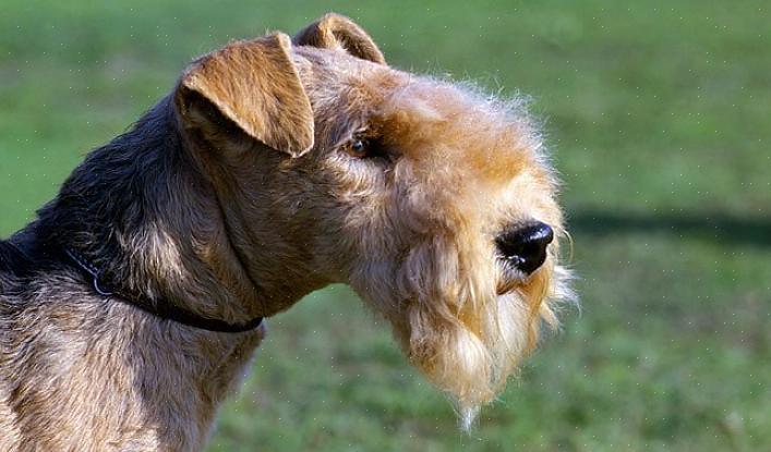 Το Lakeland Terrier δεν είναι επίσης ένας θορυβώδης σκύλος