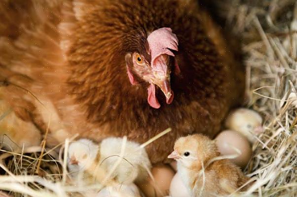 Τοποθετήστε απαλά τα αυγά κοτόπουλου μέσα στον επωαστήρα