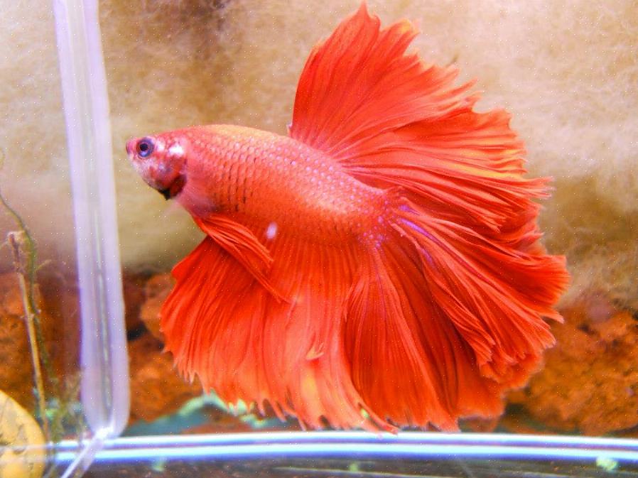 Το Siamese Fighting Fish ή Betta fish είναι ένα από τα πιο δημοφιλή είδη ψαριών ενυδρείου σήμερα