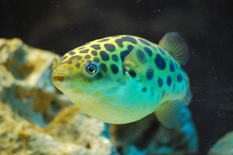 Τα πράσινα ψάρια puffer είναι ένας πονηρός τρώγων